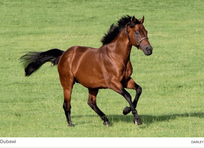 Dubawi darle