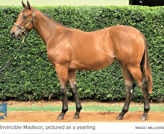 Invincible Madison, pictured as a yearling Magic Million