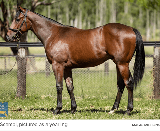 Scampi, pictured as a yearling Magic Million