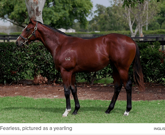 Fearless, pictured as a yearling Ingli