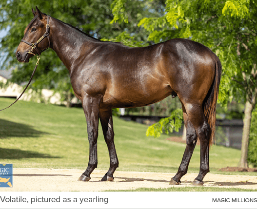 Volatile, pictured as a yearling Magic Million