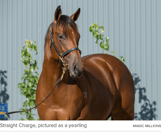 Straight Charge, pictured as a yearling Magic Million