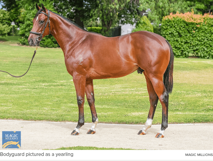 Bodyguard pictured as a yearling magic million