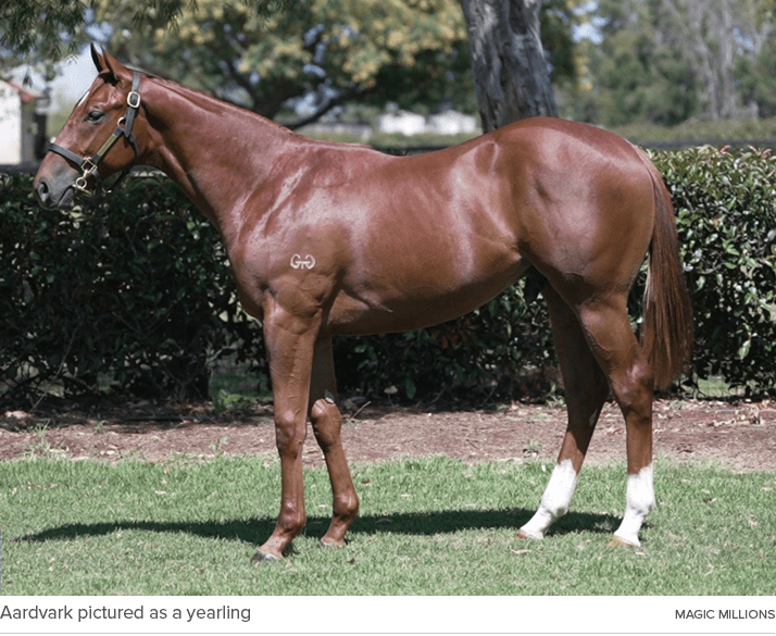 Aardvark pictured as a yearling magic million