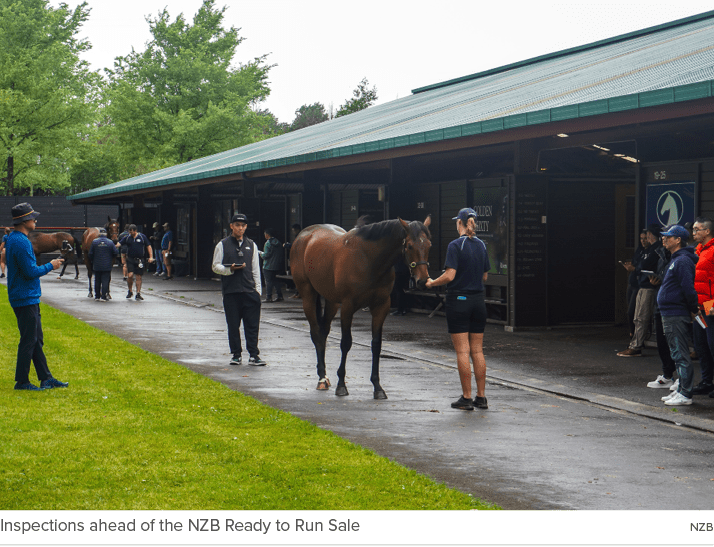 Inspections ahead of the NZB Ready to Run Sale NZ