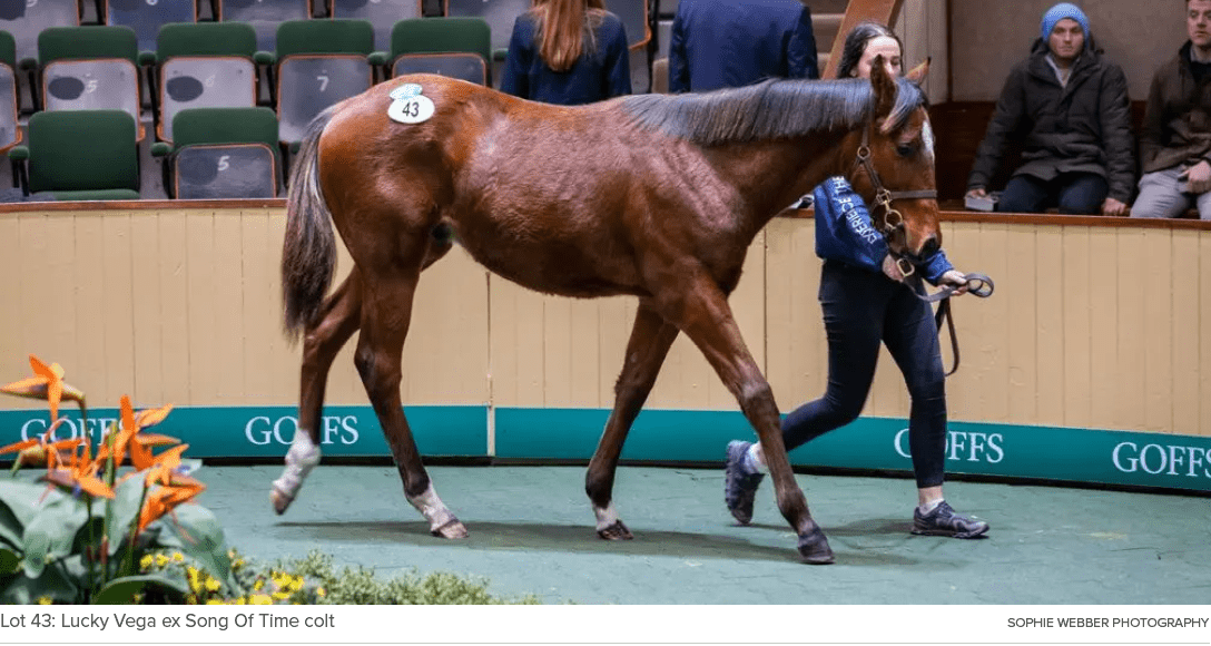 Lot 43: Lucky Vega ex Song Of Time colt Sophie Webber Photograph