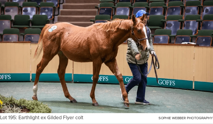 Lot 195: Earthlight ex Gilded Flyer colt Sophie Webber Photograph