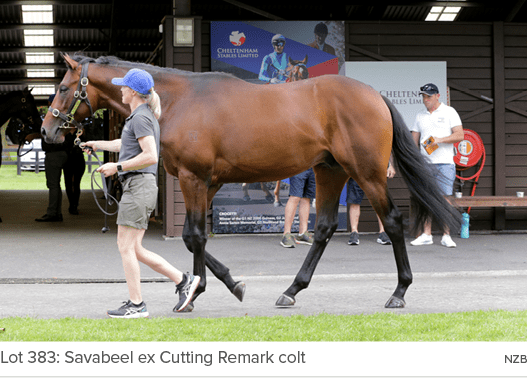 Lot 383: Savabeel ex Cutting Remark colt NZ