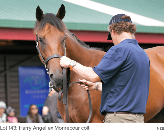 Lot 143: Harry Angel ex Monrecour colt NZ