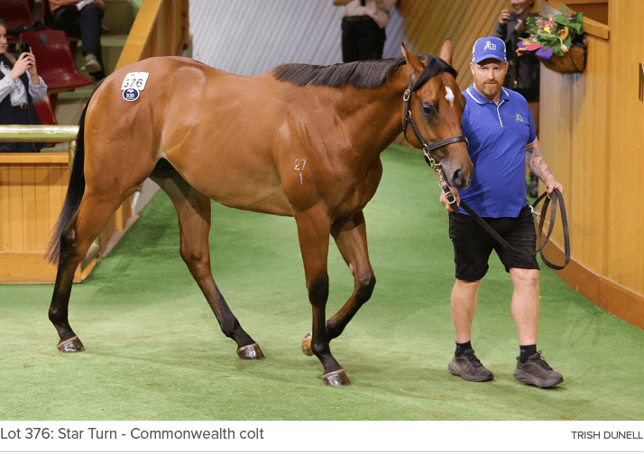 Lot 376: Star Turn Commonwealth colt trish dunel