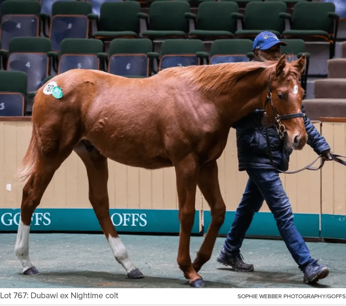 Lot 767: Dubawi ex Nightime colt Sophie Webber Photography/Goff