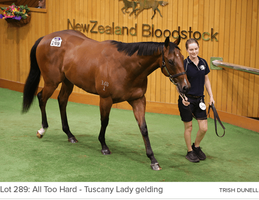 Lot 289: All Too Hard Tuscany Lady gelding trish dunel