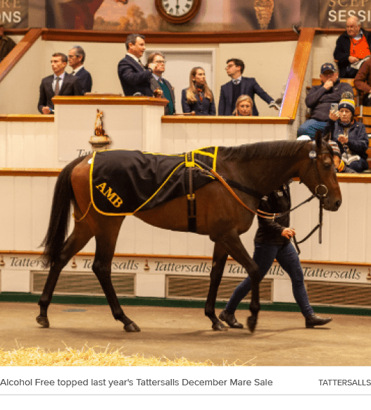 Alcohol Free topped last year's Tattersalls December Mare Sale Tattersall