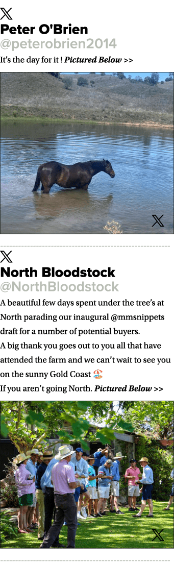 ￼ Peter O'Brien @peterobrien2014 It’s the day for it ! Pictured Below   ￼ ￼ North Bloodstock @NorthBloodstock A beau...