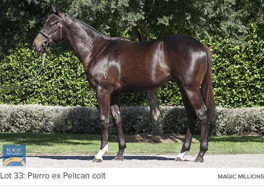 Lot 33: Pierro ex Pelican colt MAGIC MILLION