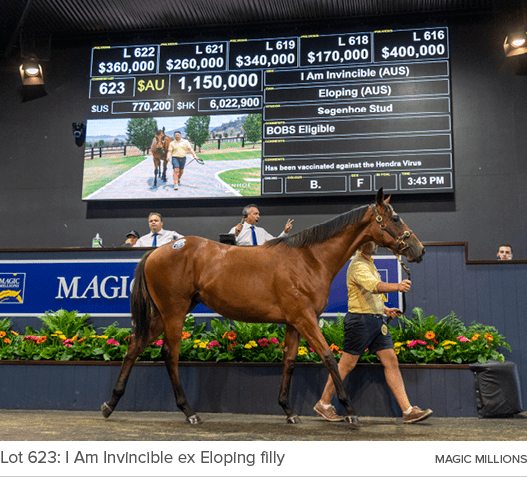 Lot 623: I Am Invincible ex Eloping filly MAGIC MILLION