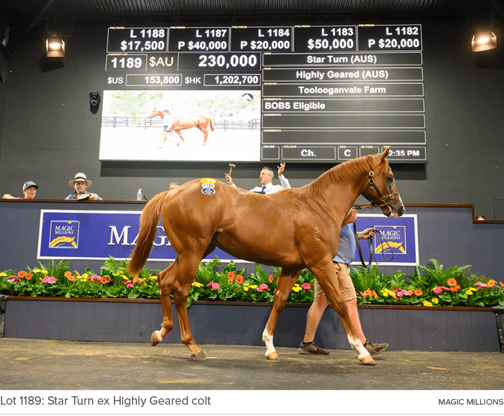 Lot 1189: Star Turn ex Highly Geared colt MAGIC MILLION