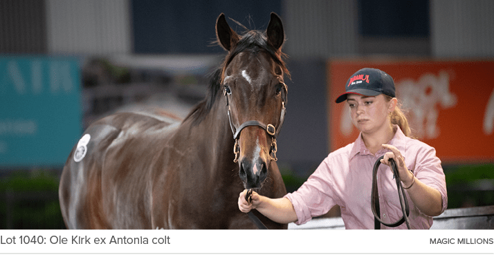 Lot 1040: Ole Kirk ex Antonia colt MAGIC MILLION