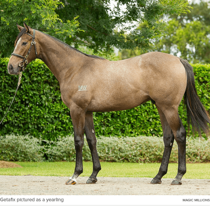 Getafix pictured as a yearling Magic Millions