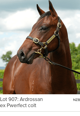 Lot 907: Ardrossan NZB ex Pwerfect colt