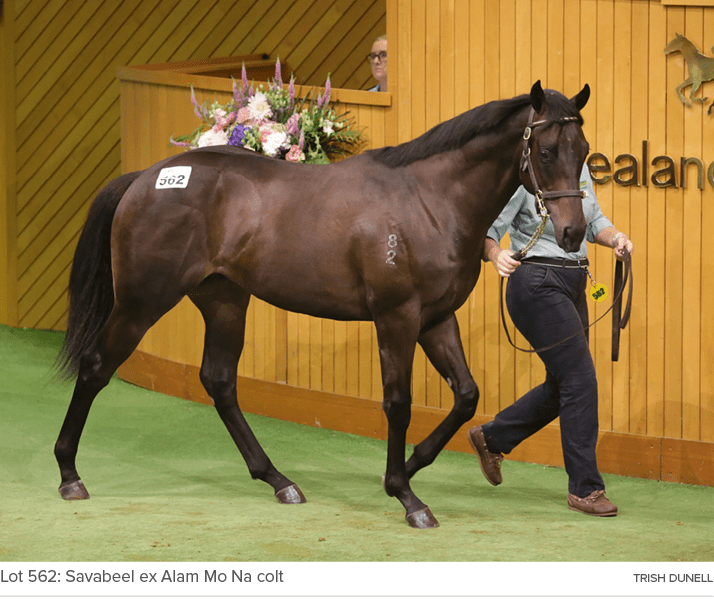 Lot 562: Savabeel ex Alam Mo Na colt Trish Dunel