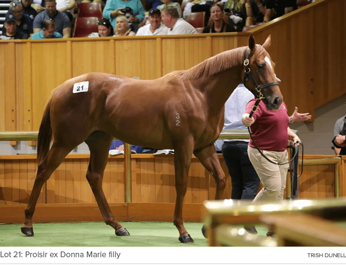 Lot 21: Proisir ex Donna Marie filly TRISH DUNEL