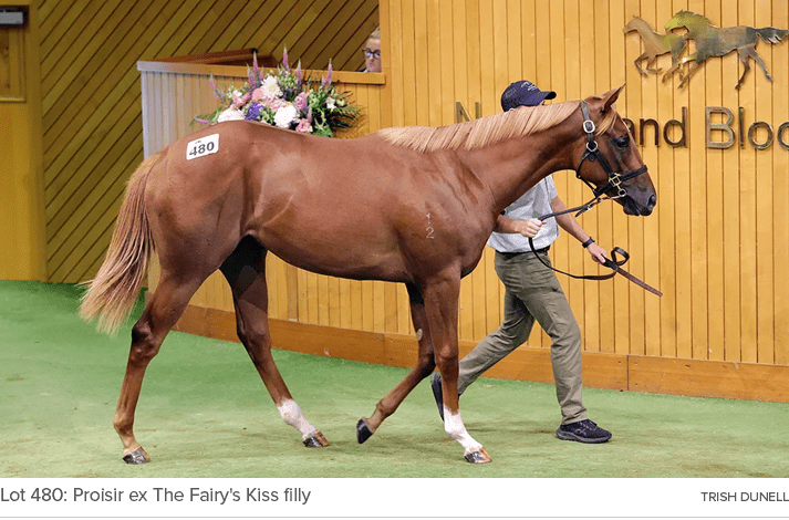 Lot 480: Proisir ex The Fairy's Kiss filly TRISH DUNEL