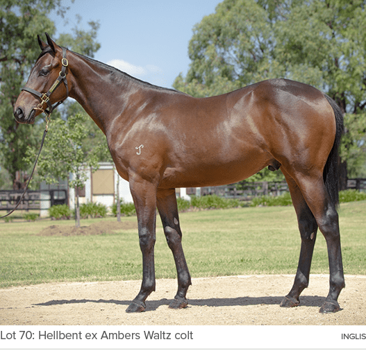 Lot 70: Hellbent ex Ambers Waltz colt INGLI