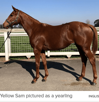 Yellow Sam pictured as a yearling INGLI