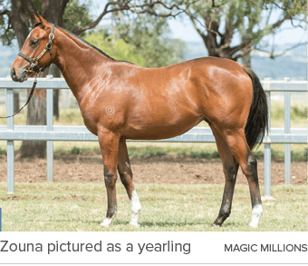 Zouna pictured as a yearling magic million