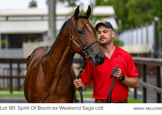 Lot 181: Spirit Of Boom ex Weekend Saga colt MAGIC MILLION