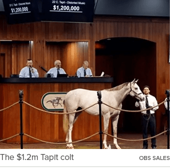 The $1.2m Tapit colt obs sale