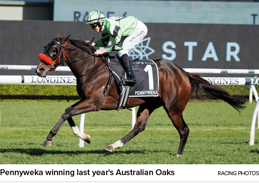 Pennyweka winning last year's Australian Oaks racing photo