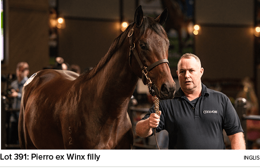 Lot 391: Pierro ex Winx filly ingli