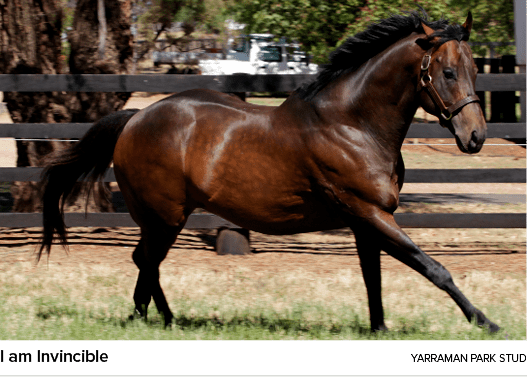 I am Invincible yarraman park stud