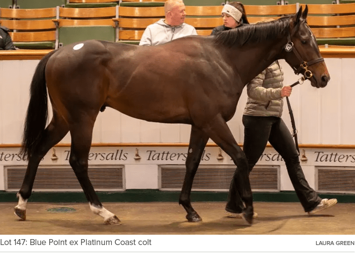 Lot 147: Blue Point ex Platinum Coast colt Laura Gree