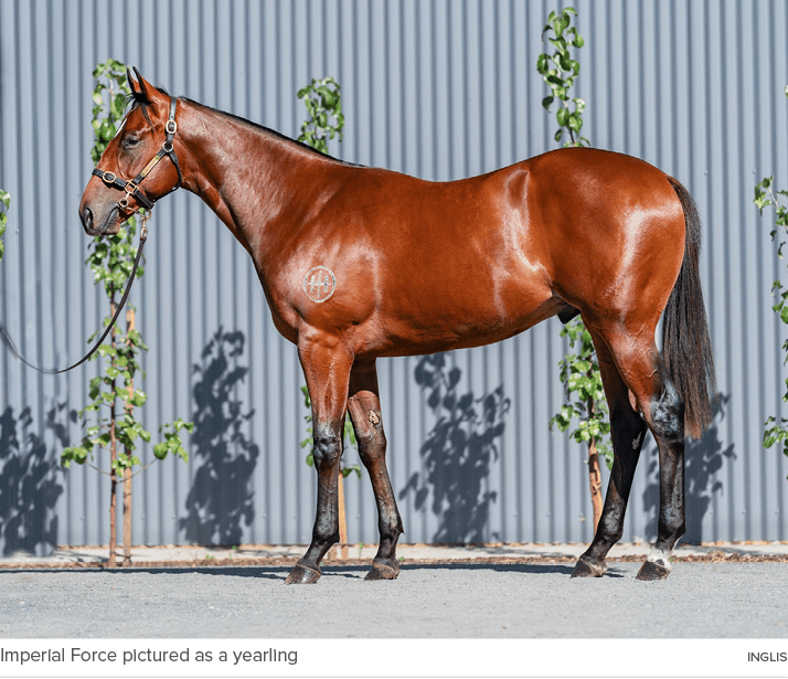 Imperial Force pictured as a yearling Ingli