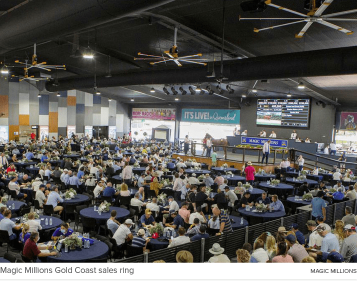 Magic Millions Gold Coast sales ring magic million