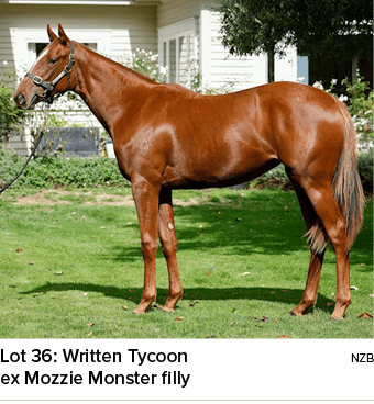 Lot 36: Written Tycoon nzb ex Mozzie Monster filly