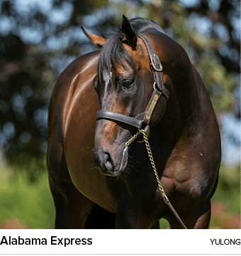 Alabama Express yulon