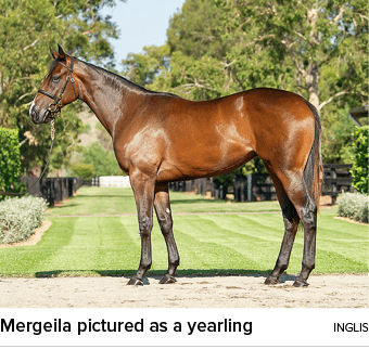 Mergeila pictured as a yearling ingli