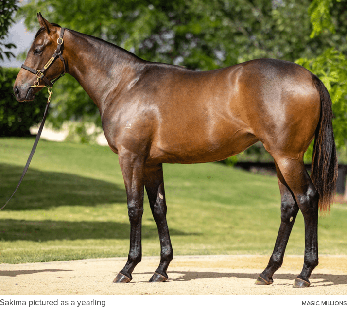 Sakima pictured as a yearling Magic Millions