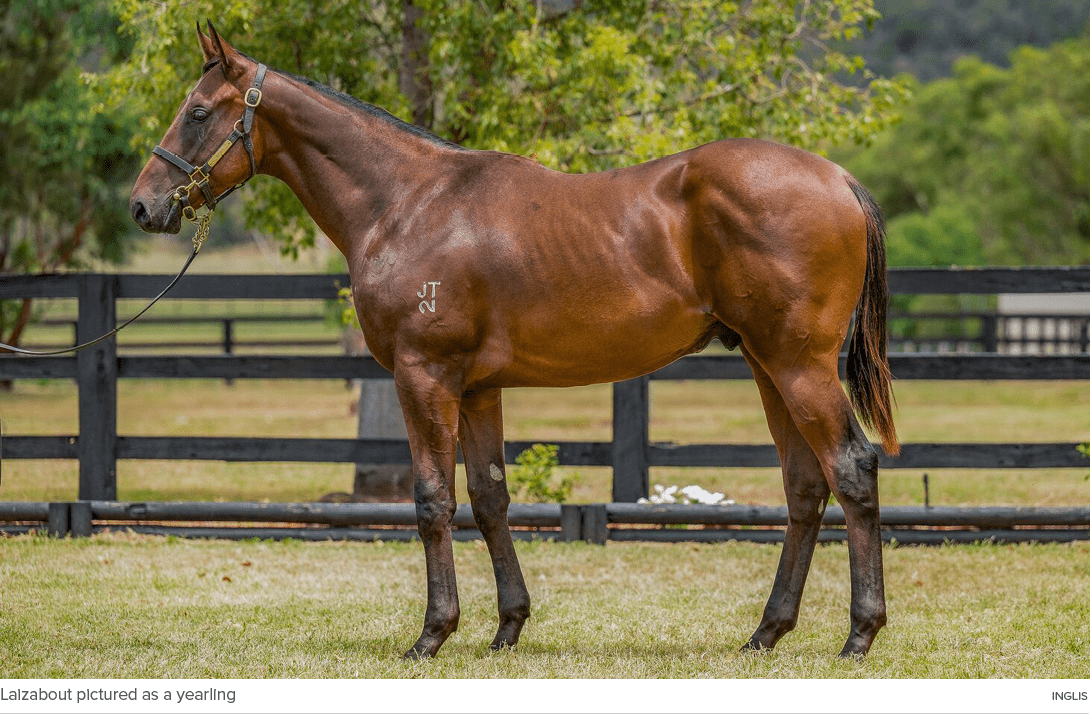 Laizabout pictured as a yearling Ingli