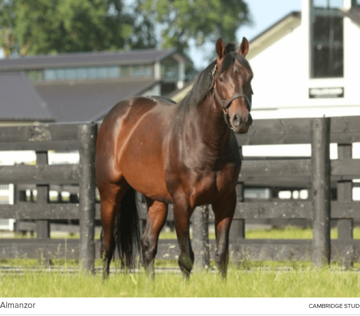 Almanzor cambridge stu