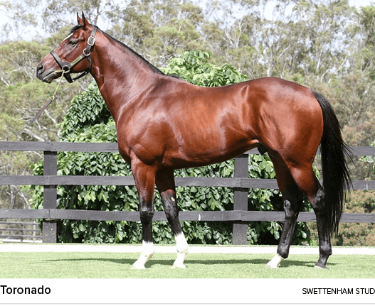 Toronado swettenham stu