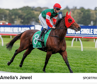 Amelia's Jewel sportpi