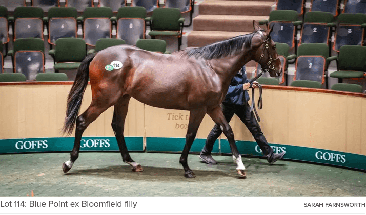 Lot 114: Blue Point ex Bloomfield filly SARAH FARNSWORT