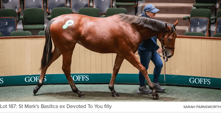 Lot 187: St Mark's Basilica ex Devoted To You filly SARAH FARNSWORT