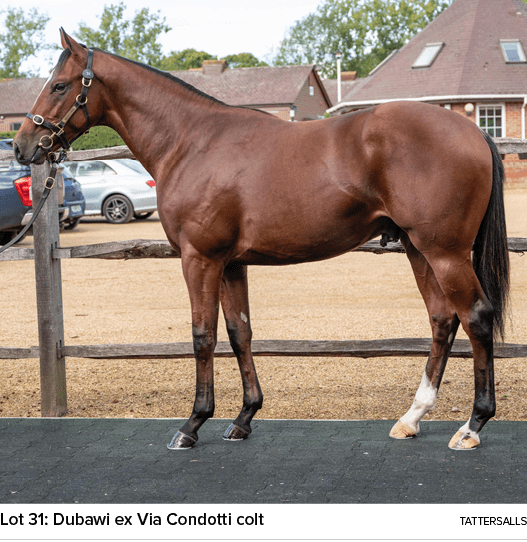 Lot 31: Dubawi ex Via Condotti colt tattersall