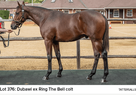 Lot 376: Dubawi ex Ring The Bell colt tattersall